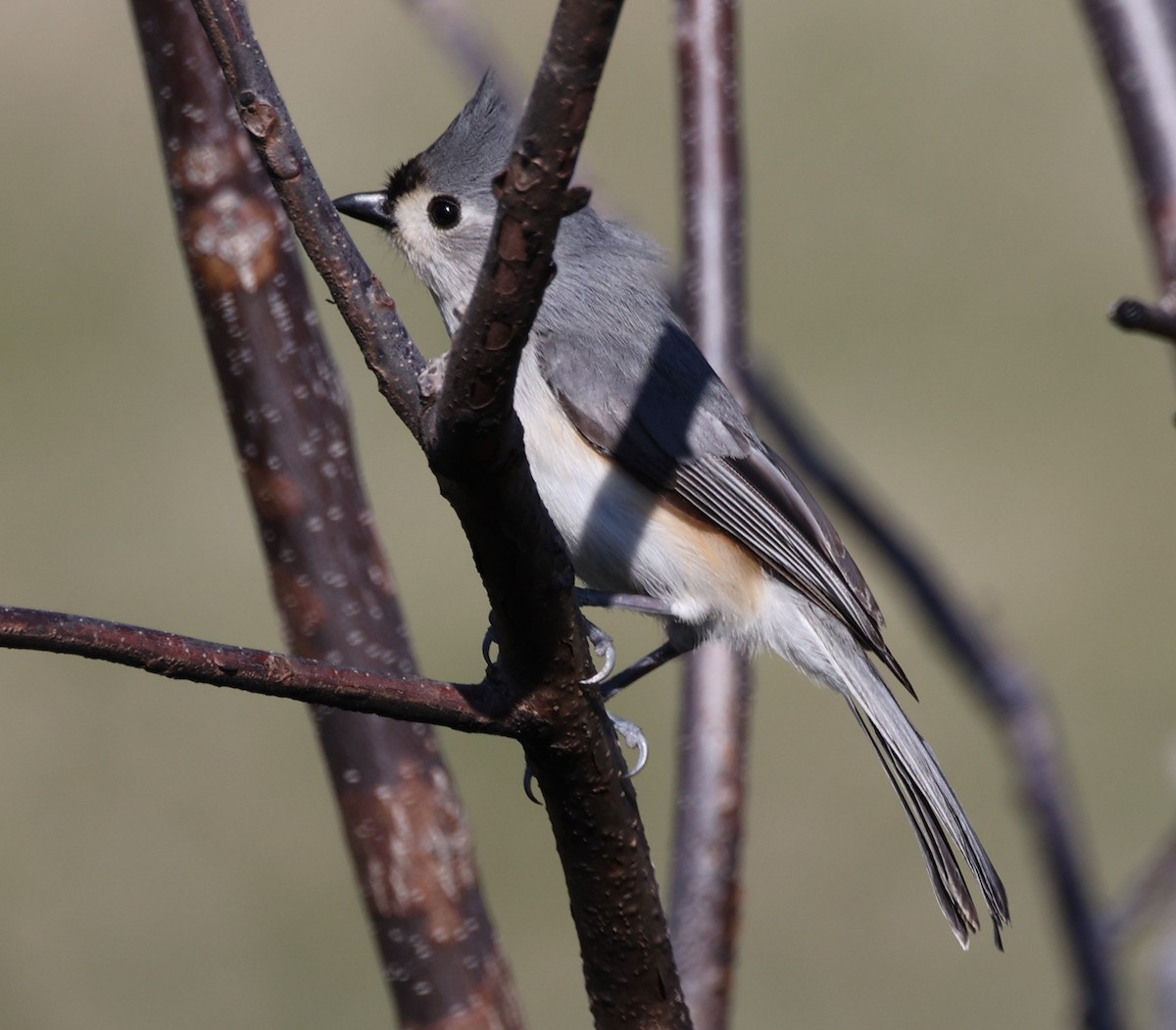 Tufted Titmouse - ML616135310