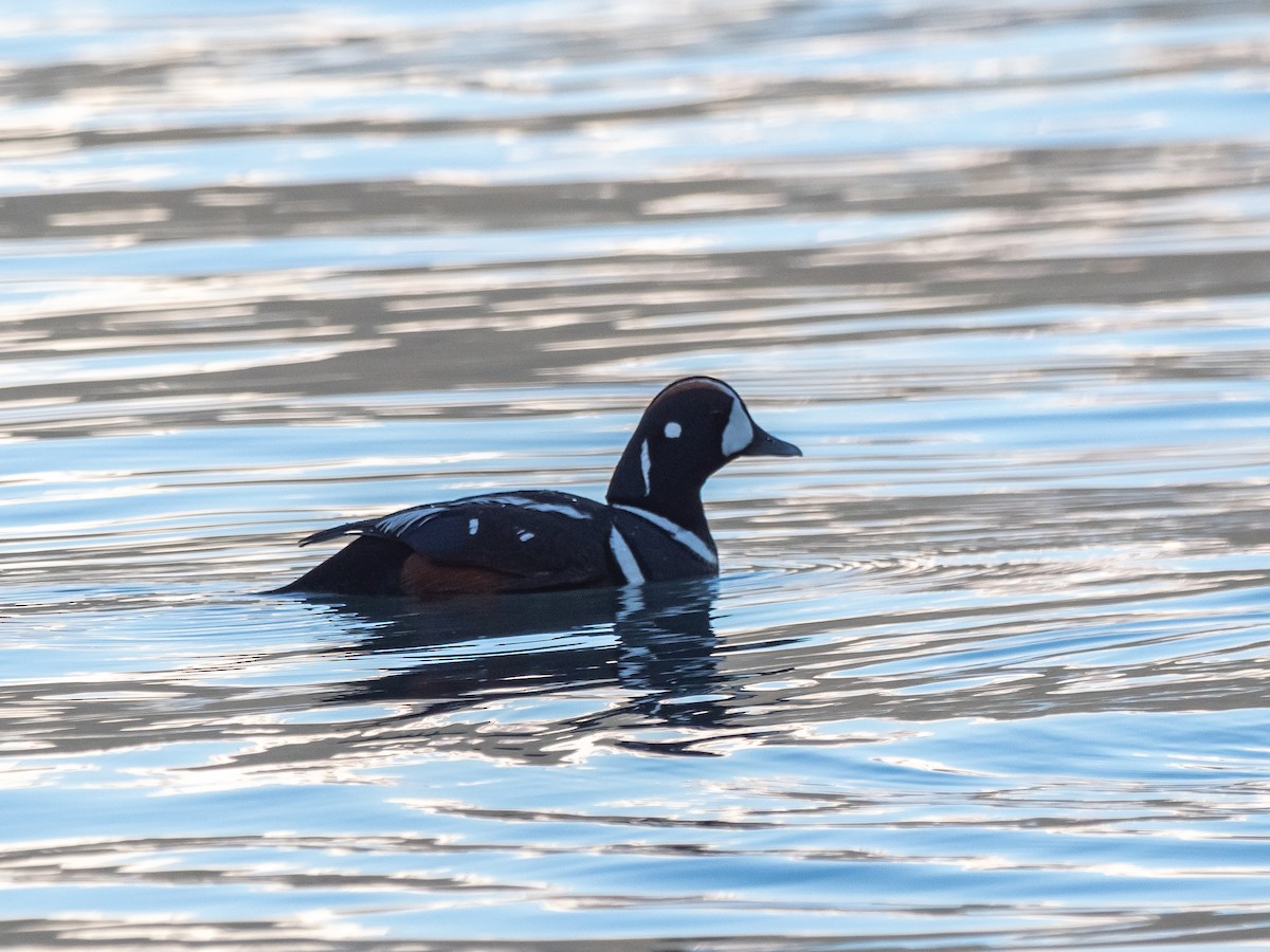 Harlequin Duck - ML616135327