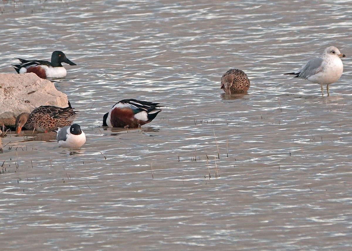 Franklin's Gull - ML616135332