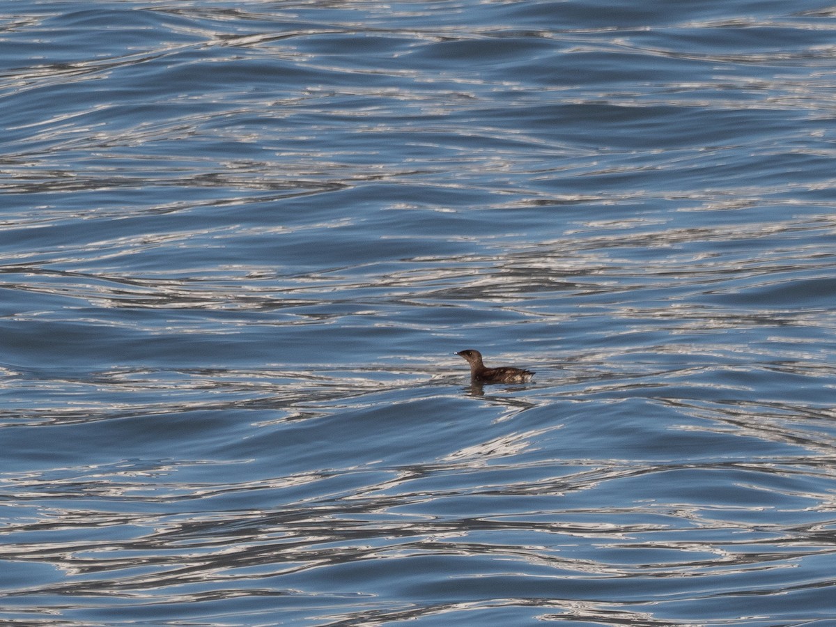 Marbled Murrelet - ML616135336