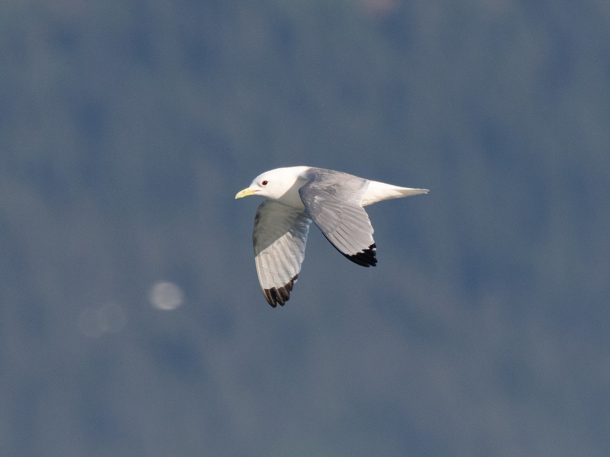 Black-legged Kittiwake - ML616135344