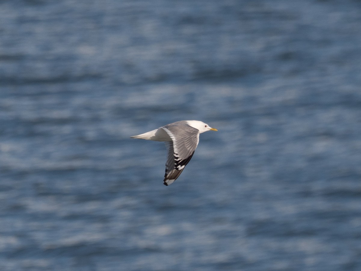 Short-billed Gull - ML616135348