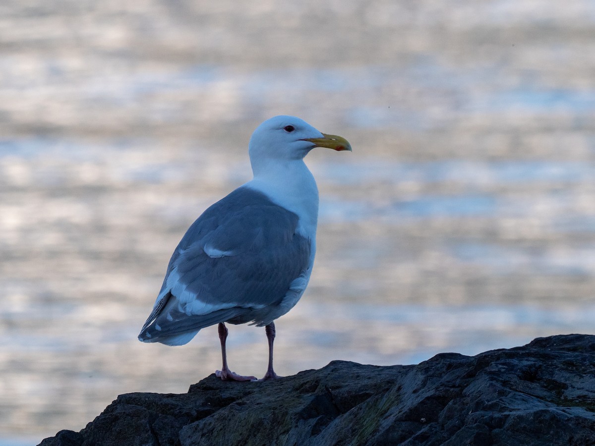 Glaucous-winged Gull - ML616135353