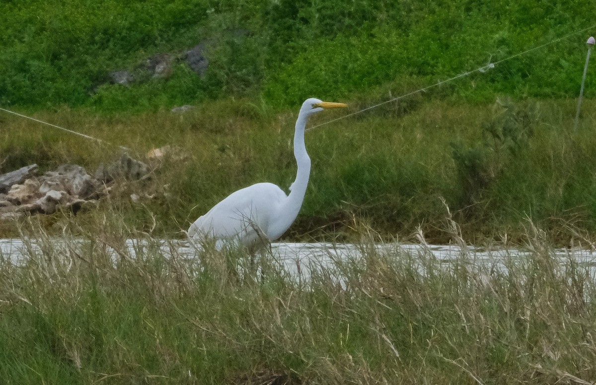 Great Egret - ML616135373