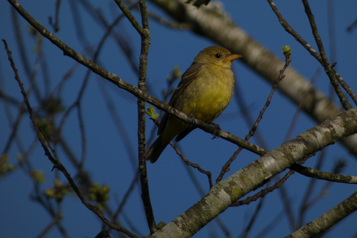 Western Tanager - Teresa Conlon