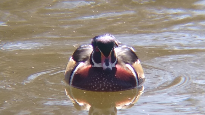 Wood Duck - Rachel Pon