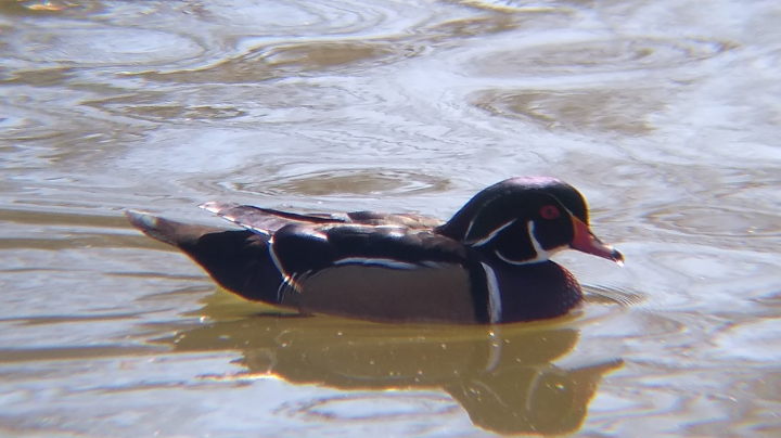 Wood Duck - Rachel Pon