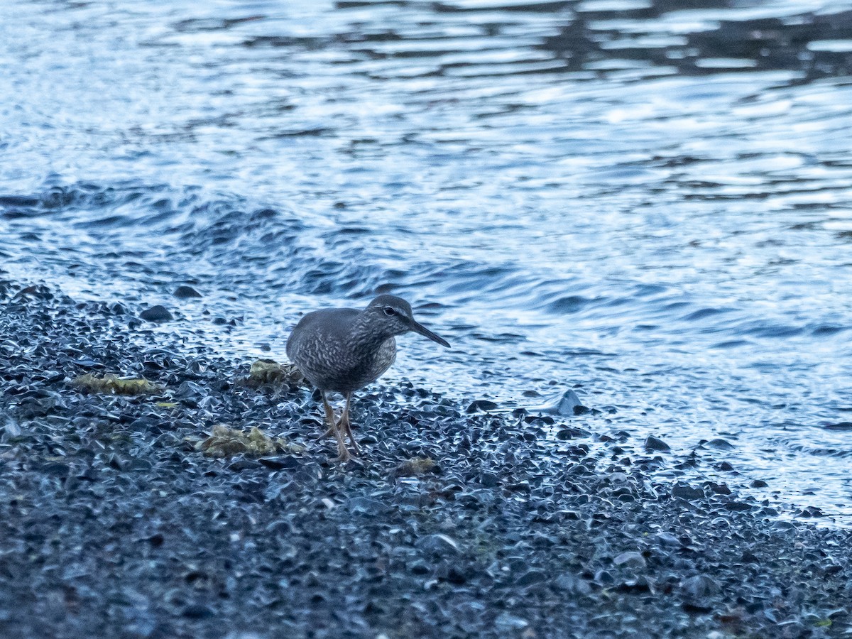 Wandering Tattler - ML616135388