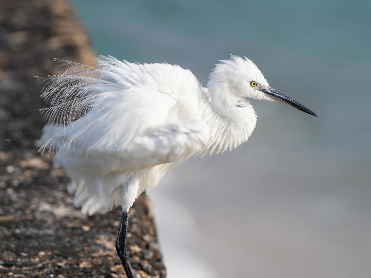 Little Egret - ML616135392