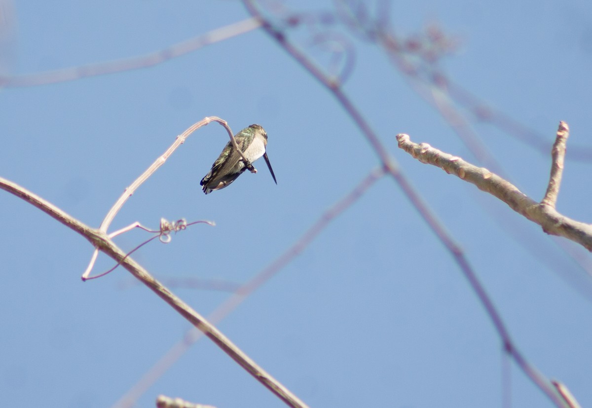 Plain-capped Starthroat - ML616135399