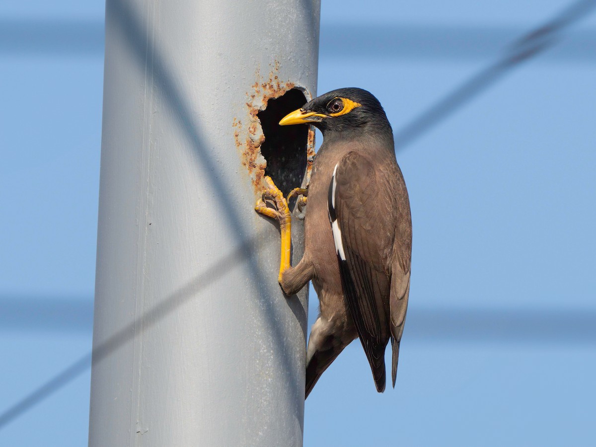 Common Myna - ML616135407