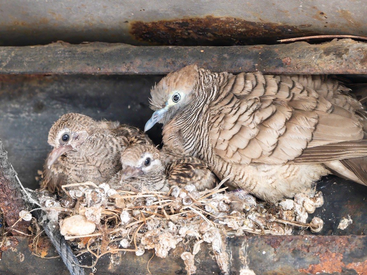 Zebra Dove - ML616135415