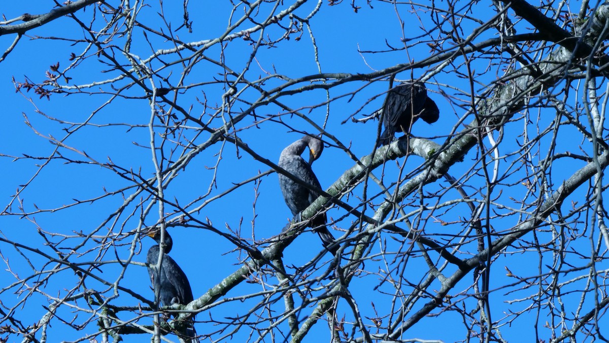 Double-crested Cormorant - ML616135476