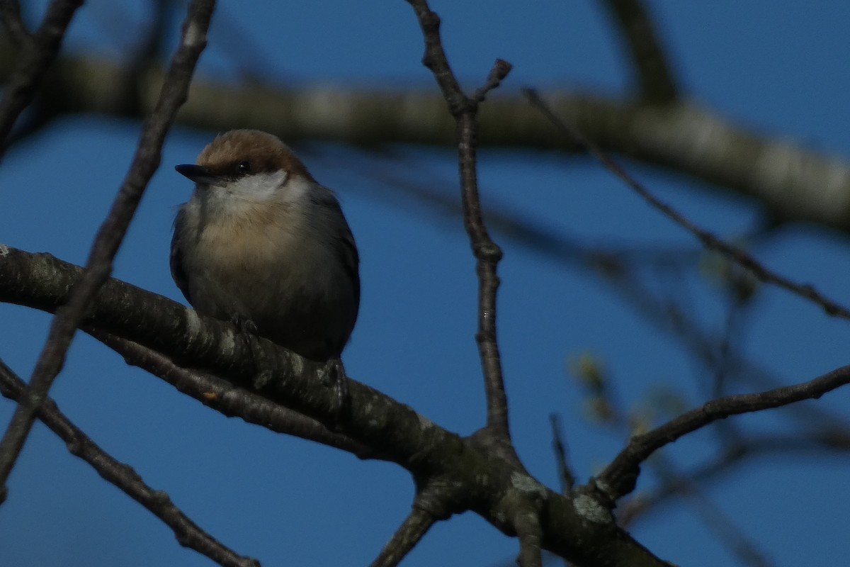 Brown-headed Nuthatch - ML616135492