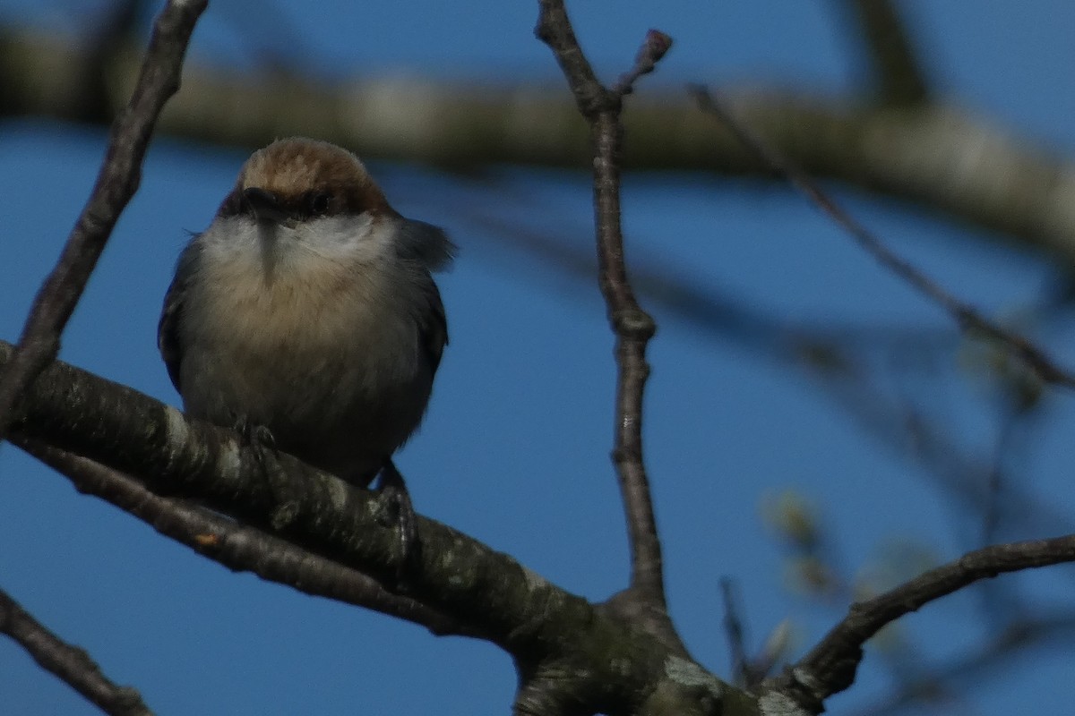 Brown-headed Nuthatch - ML616135520