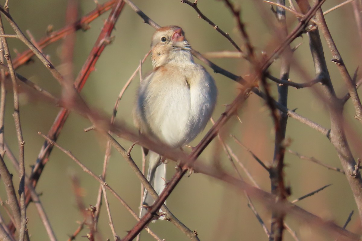 Field Sparrow - ML616135521