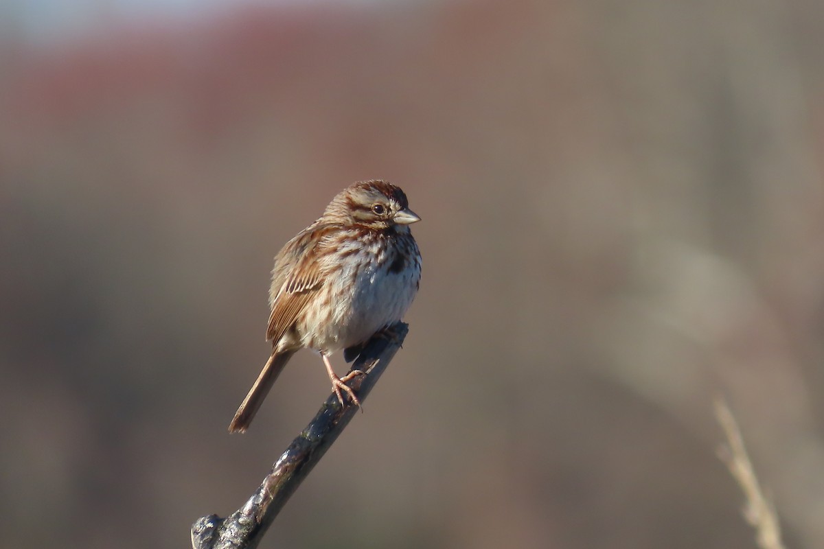 Song Sparrow - ML616135524