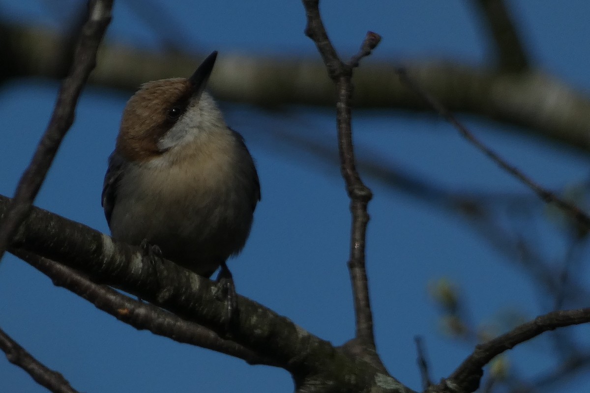 Brown-headed Nuthatch - ML616135530