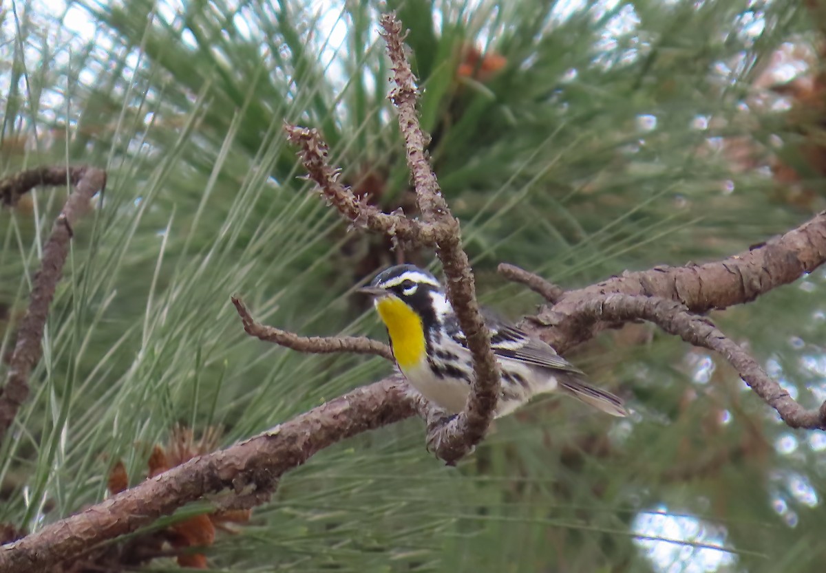Yellow-throated Warbler - ML616135533