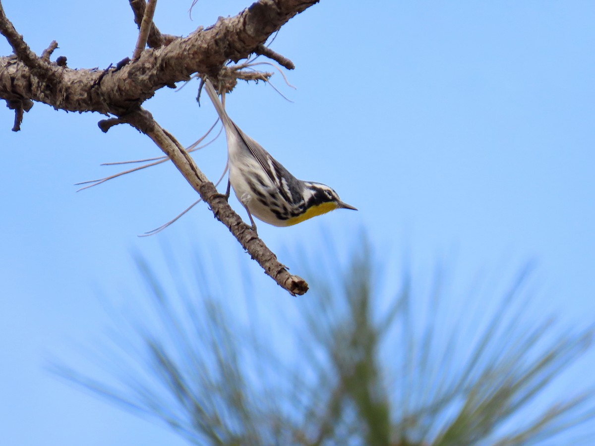 Yellow-throated Warbler - ML616135534