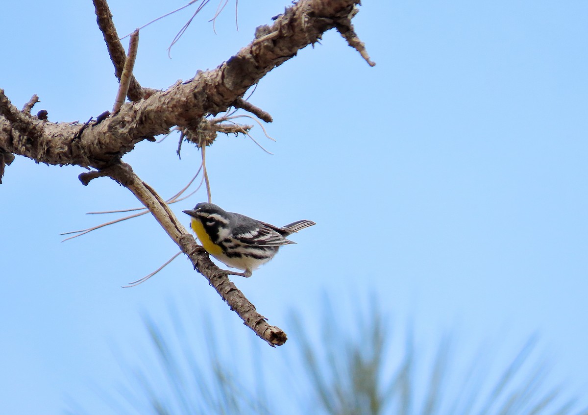 Yellow-throated Warbler - ML616135535