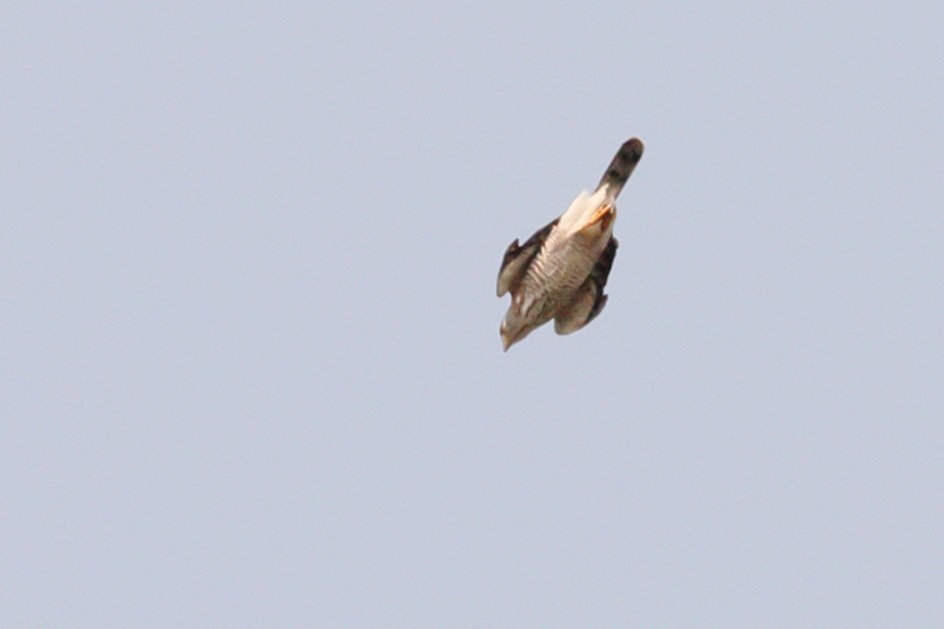 Crested Goshawk - ML616135546