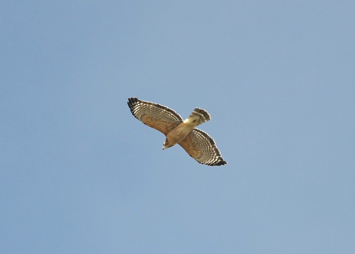 Red-shouldered Hawk - Gary Chapin