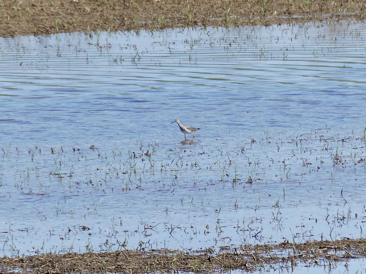 gulbeinsnipe - ML616135554