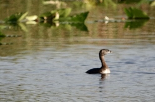 Pied-billed Grebe - ML616135570