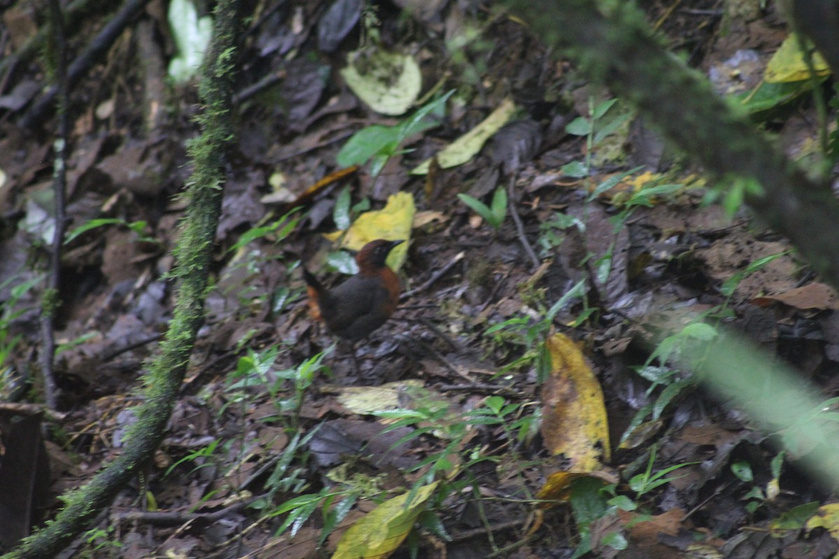 Rufous-breasted Antthrush - ML616135617