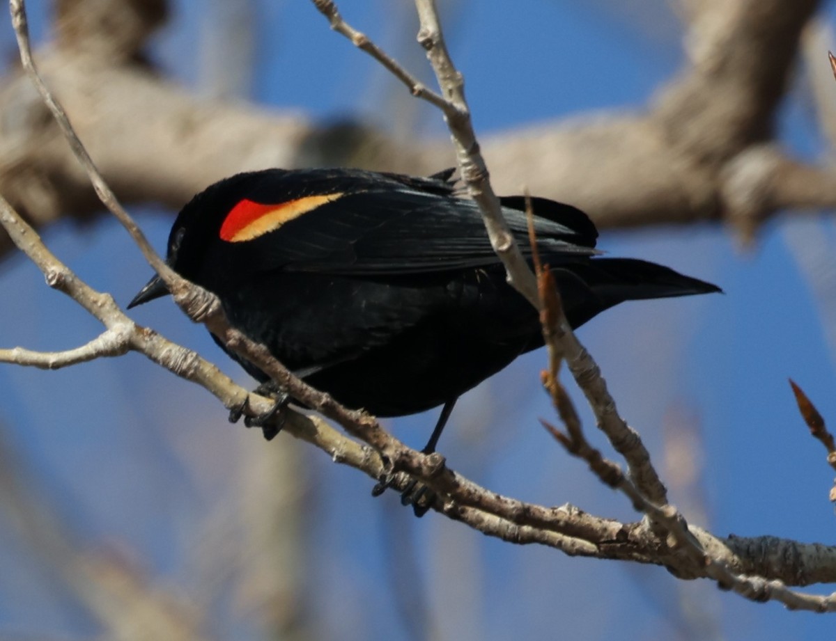 Red-winged Blackbird (Red-winged) - David Cunningham