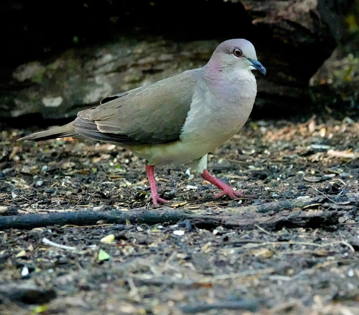 White-tipped Dove - Kathleen Horn