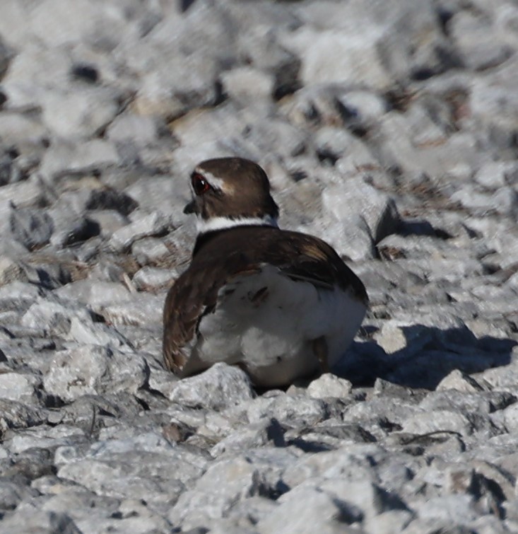 Killdeer - ML616135693