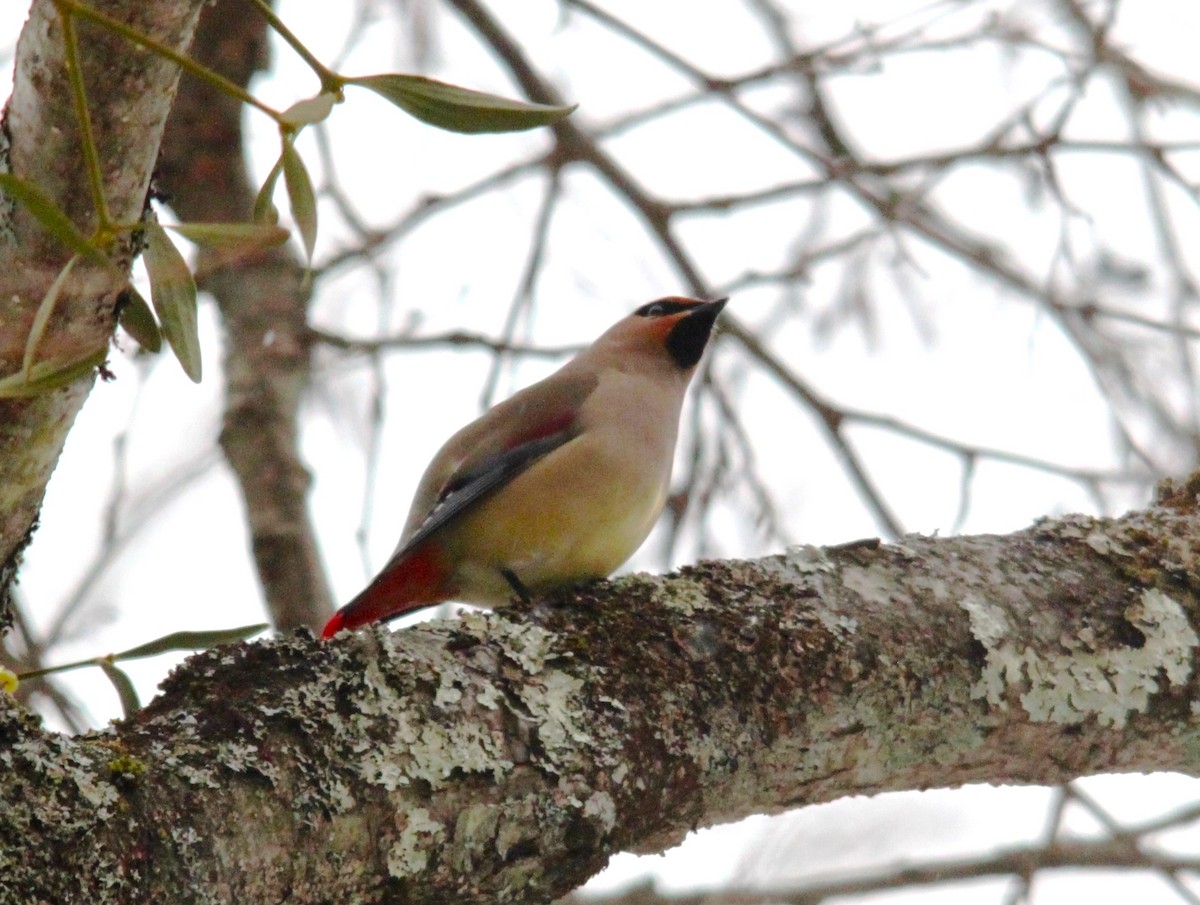 Japanese Waxwing - ML616135720