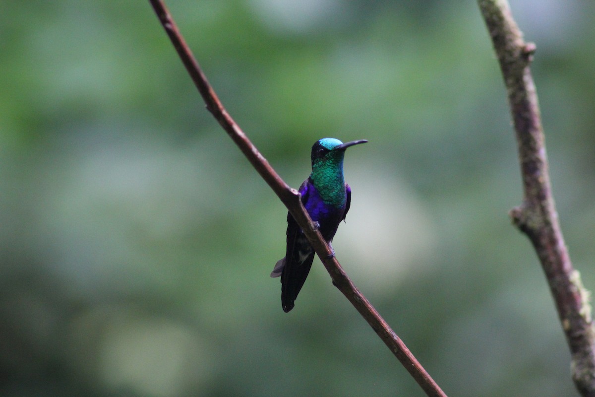 kolibřík vidloocasý [skupina fannyae] - ML616135729