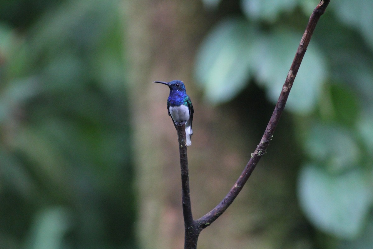 White-necked Jacobin - ML616135732