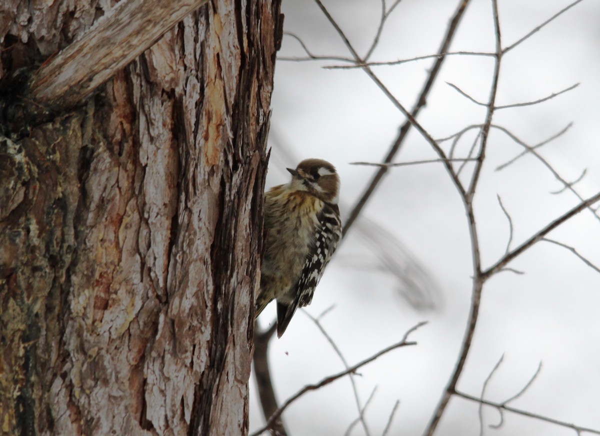 Japanese Pygmy Woodpecker - ML616135747