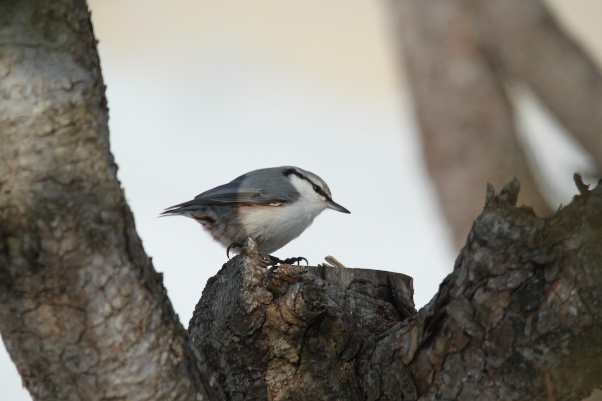 Eurasian Nuthatch - ML616135778