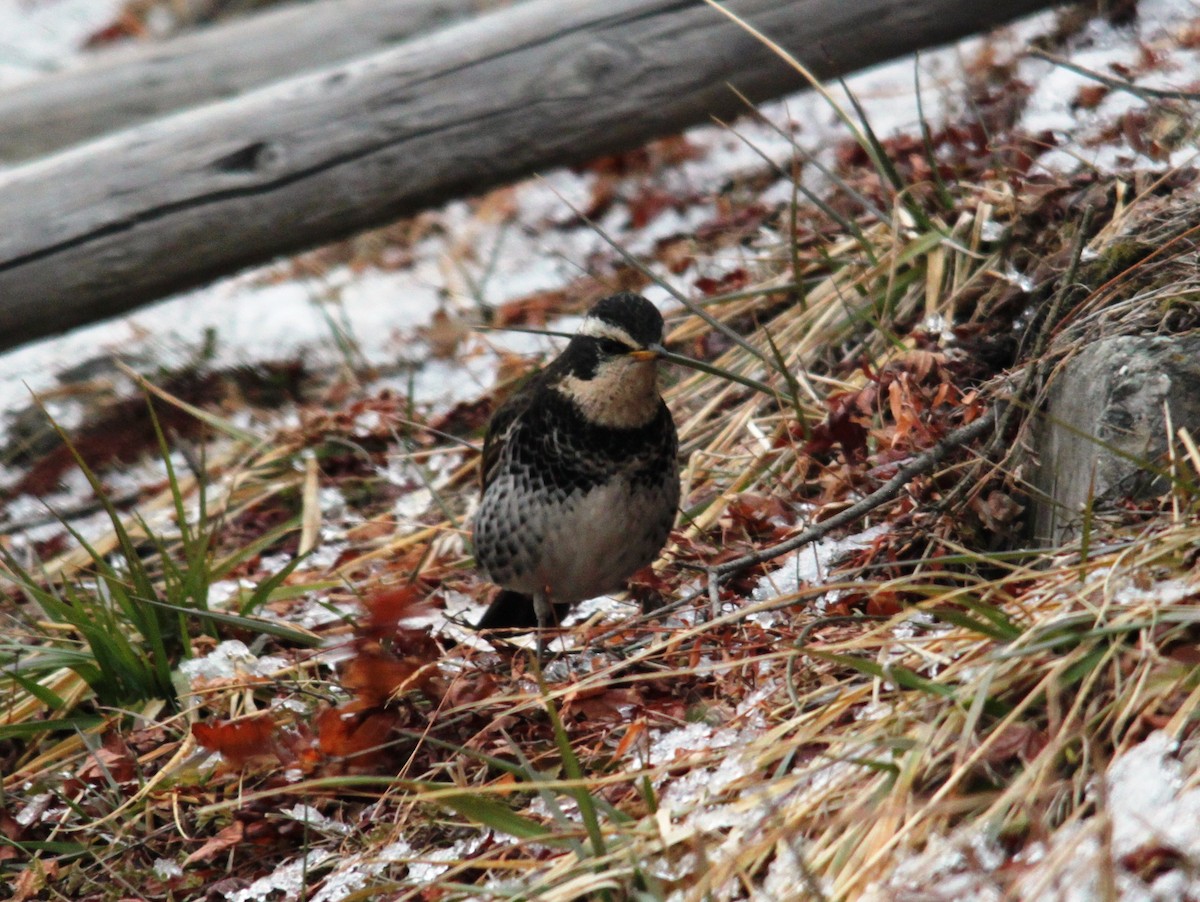 Dusky Thrush - ML616135790