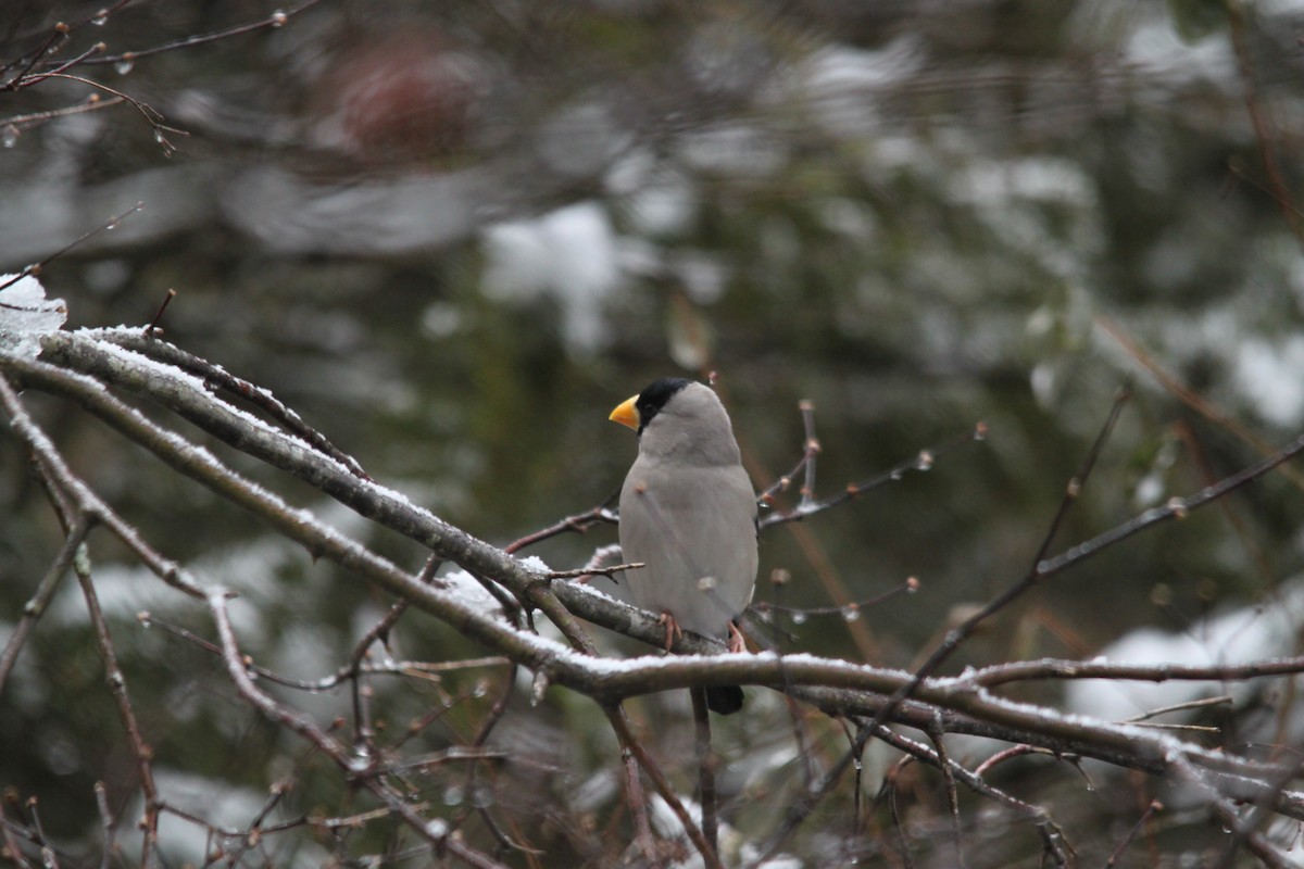 Japanese Grosbeak - ML616135811