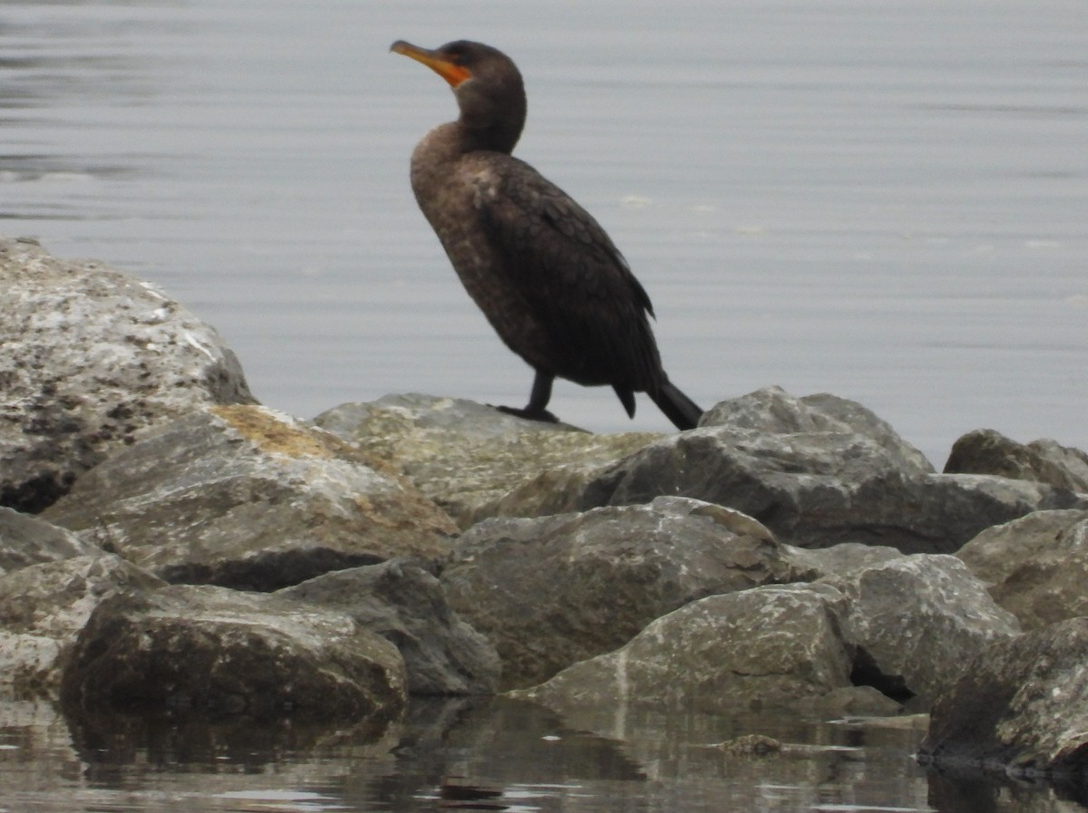 Double-crested Cormorant - ML616135814