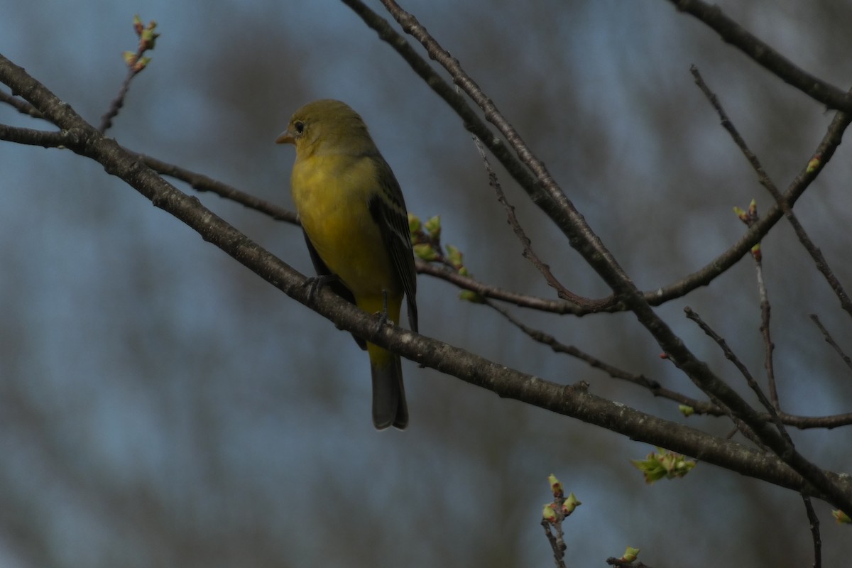 Western Tanager - Teresa Conlon