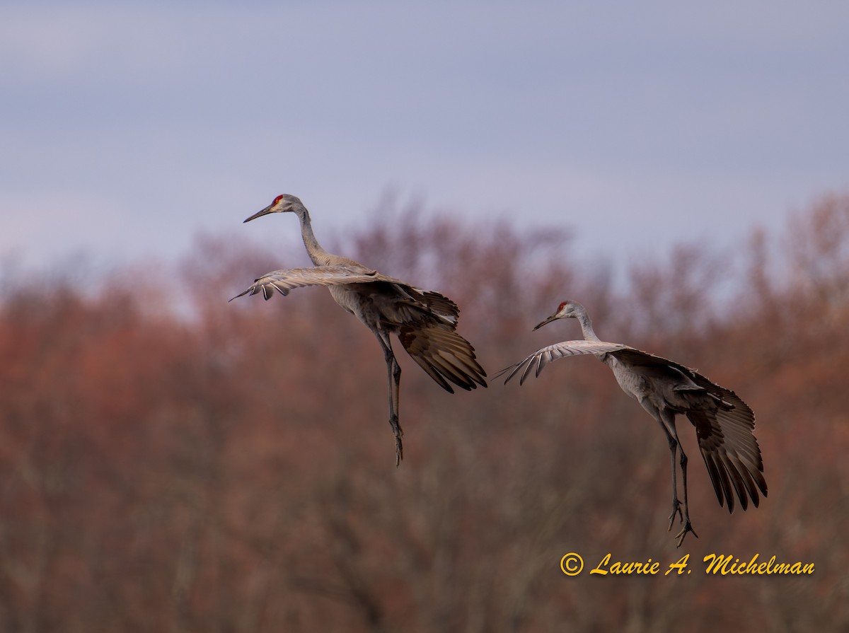 Sandhill Crane - ML616135864