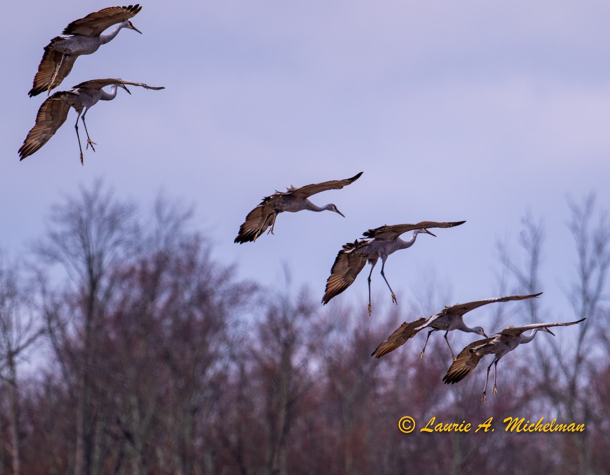 Sandhill Crane - ML616135865