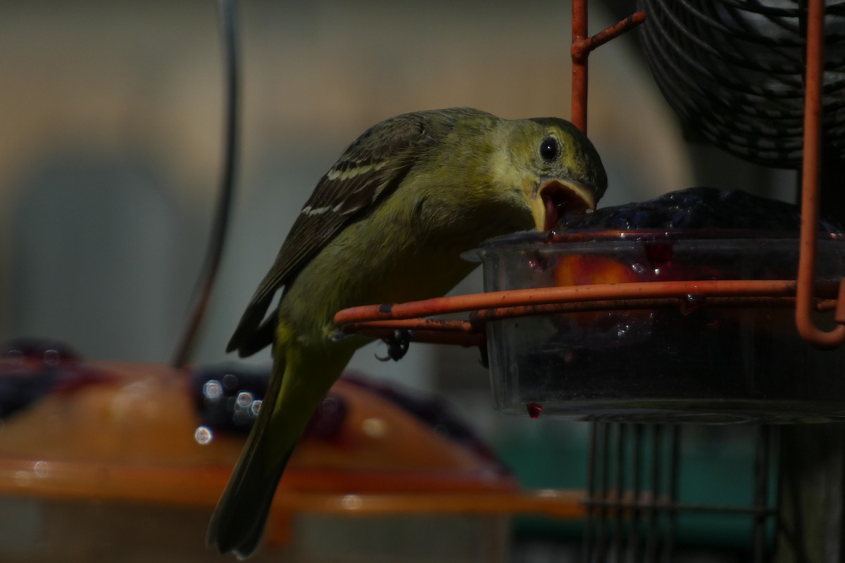 Western Tanager - Teresa Conlon