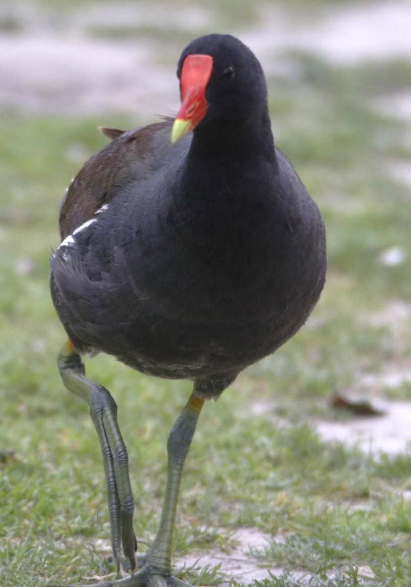 Common Gallinule - Barry Spolter