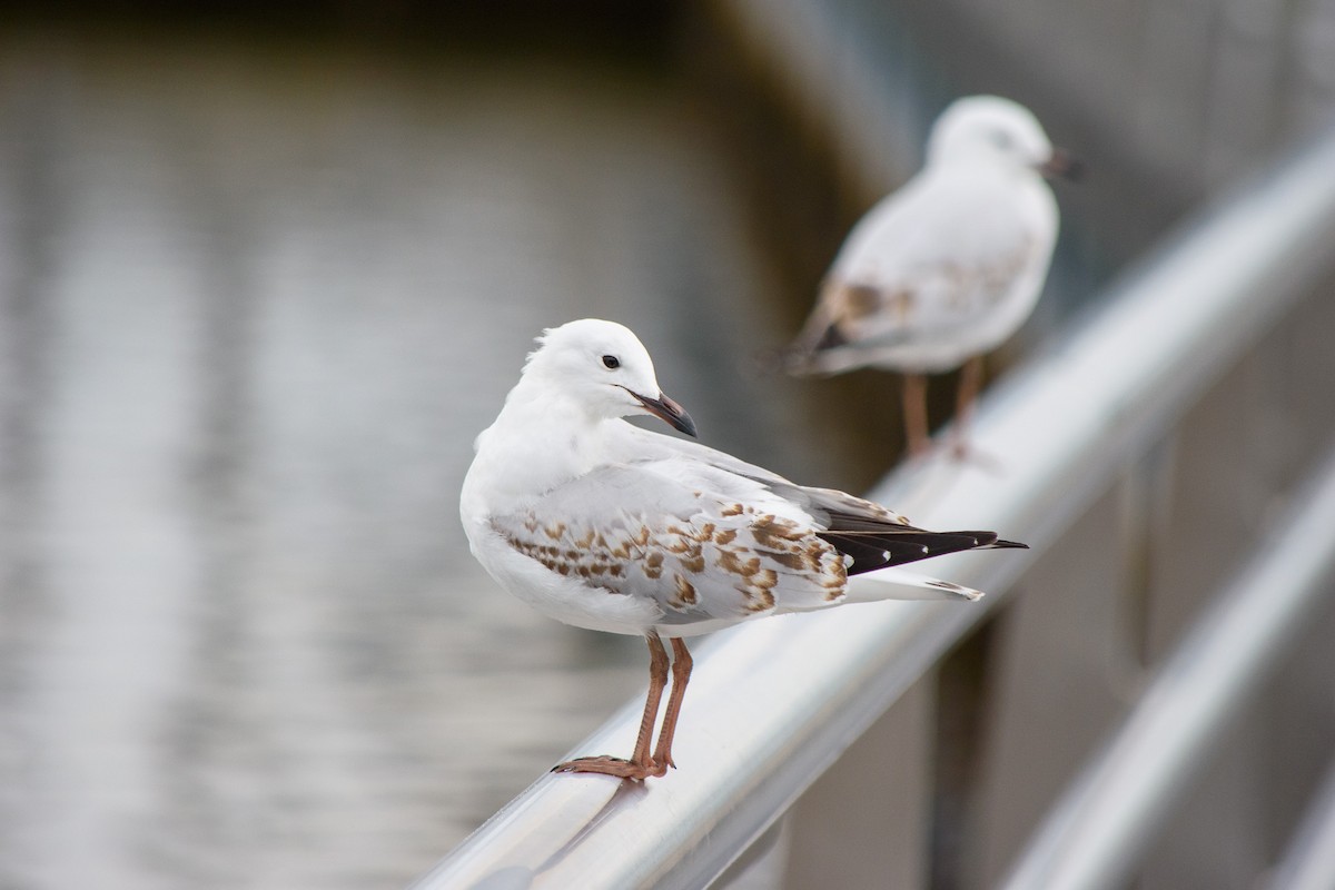 Silver Gull - Tod Spencer