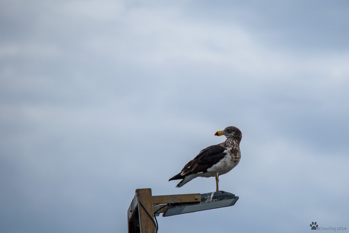 Pacific Gull - Tod Spencer