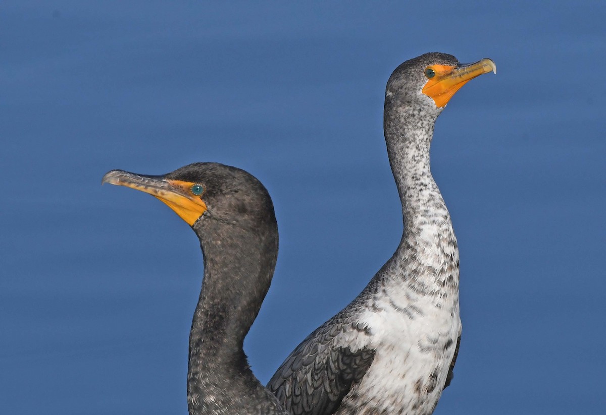 Double-crested Cormorant - ML616135975