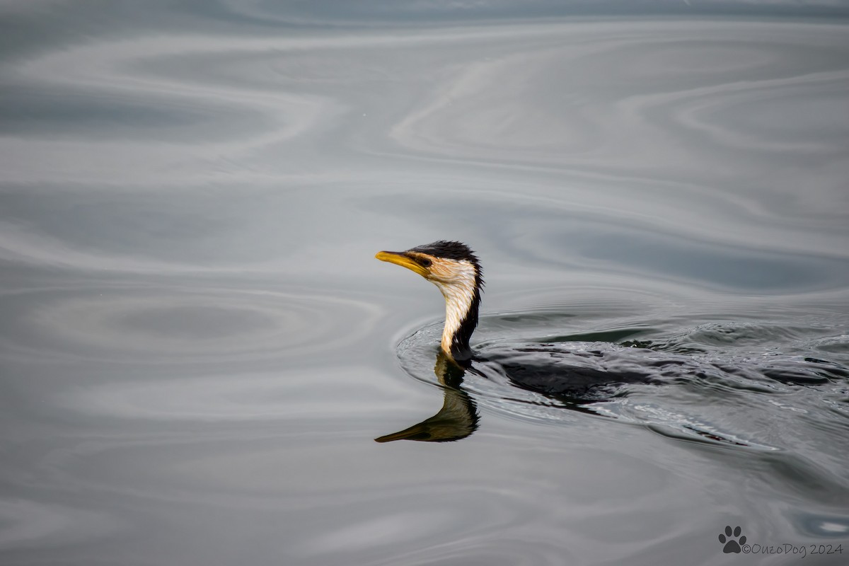 Little Pied Cormorant - ML616135979